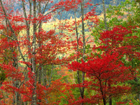 Barlett Woods, Bartlett, NH