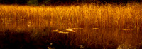 At The Pond