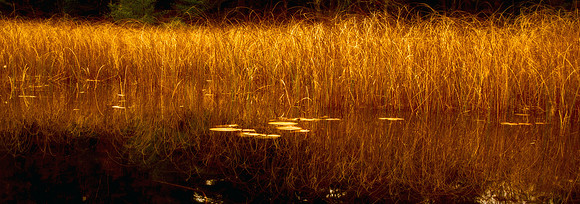 At The Pond