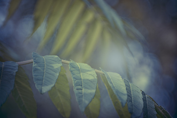 Greens and Blues