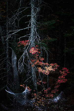 Dark Forest