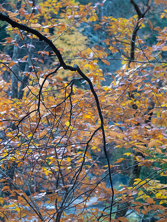 Autumn Branches