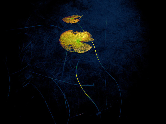 Lily Pad Man