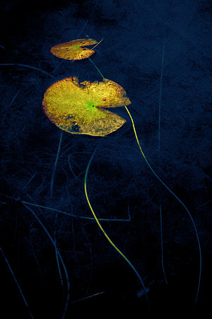 Lily Pad Man